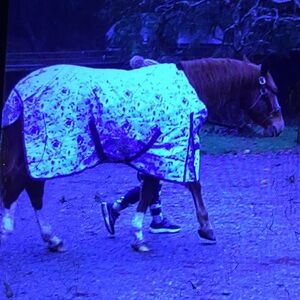 Tactical turnout rain sheet blanket floral rodeo horse equestrian cowgirl barn